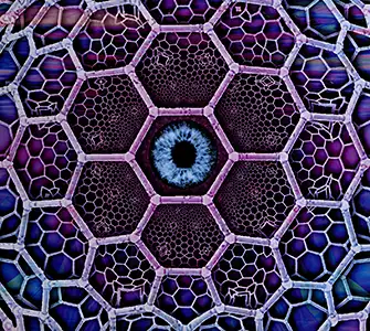 Space Tribe - Shapeshifter: Inside 2
